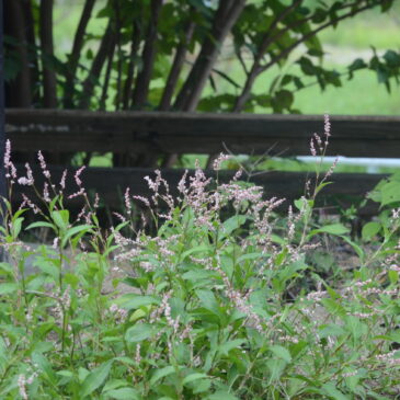 藍染の商品開発中